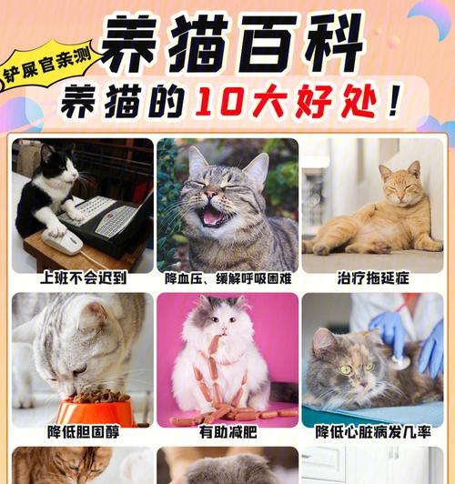 养猫的好处（与猫咪相伴，健康快乐无限）