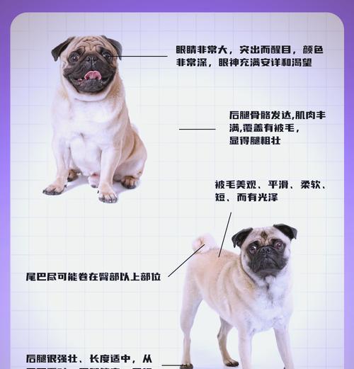 纯种巴哥幼犬特征解析（探寻纯种巴哥幼犬的独特魅力与价格合理性）