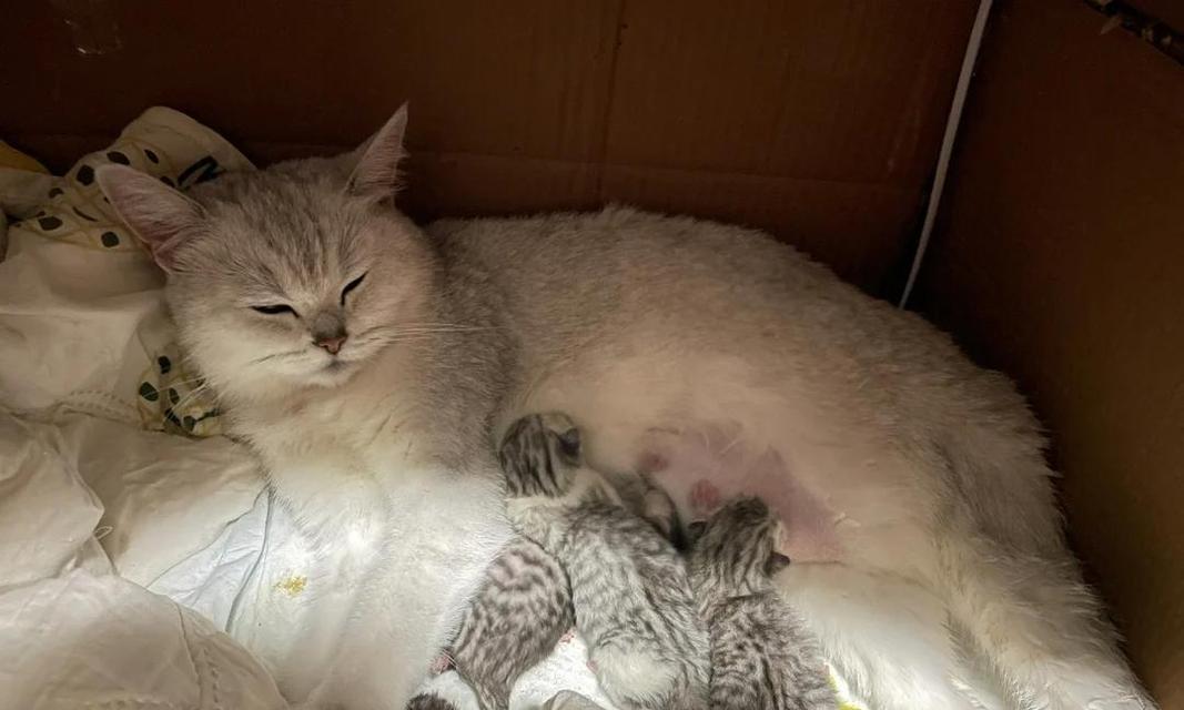 猫咪怀孕前的症状及注意事项（了解猫咪的生产前征兆，为母猫提供适当的护理与关注）