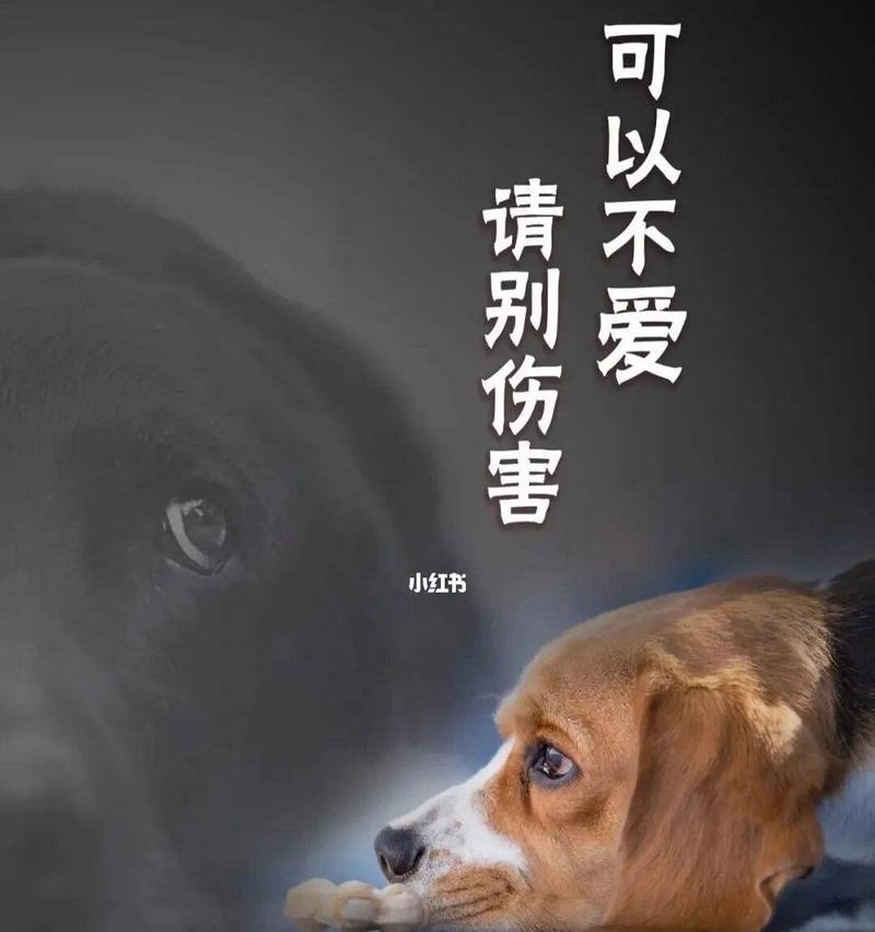 选择合适的狗狗，关注出生时间是关键（宠物狗狗的出生时间对养育环境的要求）