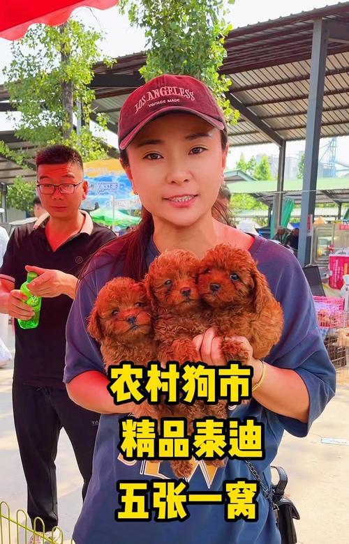 为什么很少人养“黑泰迪”？（揭示黑泰迪受欢迎度低的原因和黑泰迪的性格特点）