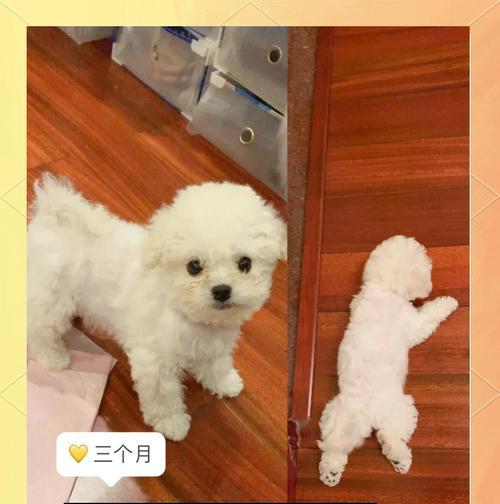 让比熊不再乱叫的有效方法（避免尴尬，让你的比熊安静下来）