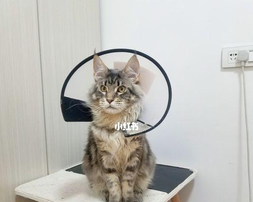 打完止吐针多久见效？（了解止吐针的作用与时间表）