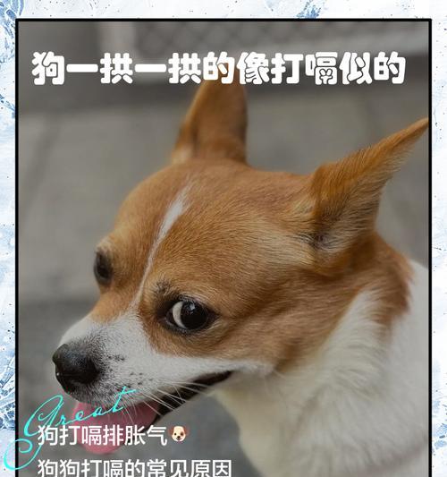 狗狗打嗝多久会好？（探讨狗狗打嗝的原因和持续时间）