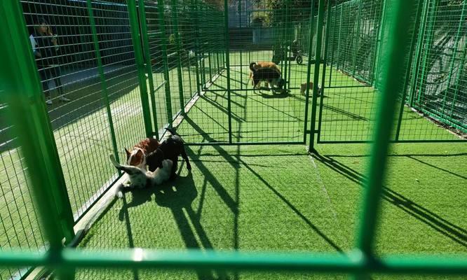 国内训犬学校的选择与特点（了解国内训犬学校的类型和培训项目，选择最适合的训犬学校）