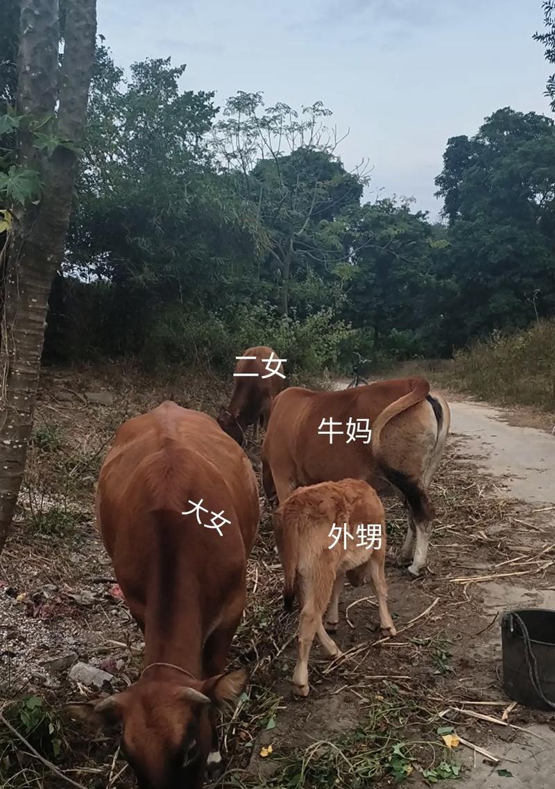 英牛的记忆（英牛多久会忘记旧主人？——揭开动物记忆的神秘面纱）