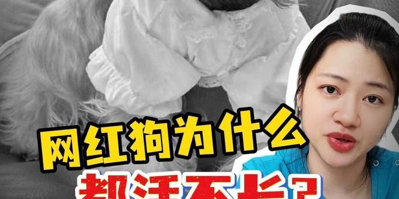 狗狗的生长发育周期（狗狗的成长速度及关键阶段）