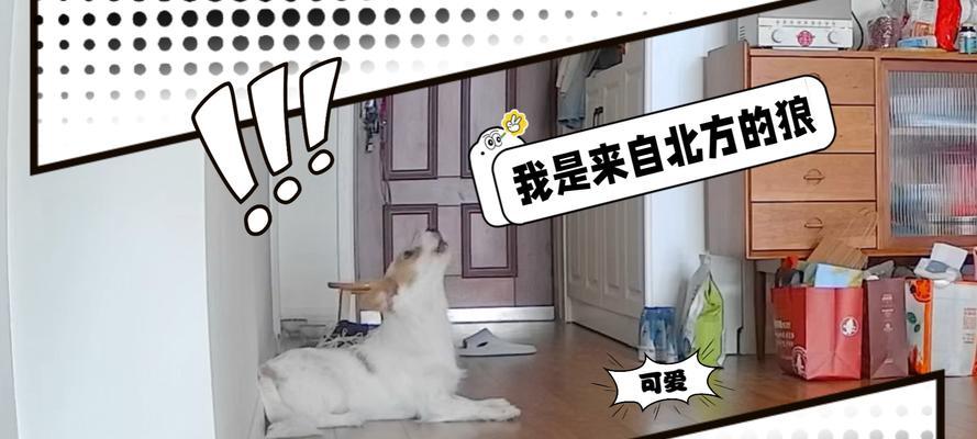 狼嚎（揭秘狗狗狼嚎的原因与类型）
