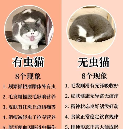 猫的寄生虫（揭开猫身上的寄生虫谜团，保护宠物与家人健康）