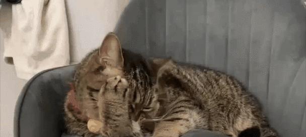 如何防止猫咪抓沙发？（创造有趣的游乐环境，让猫咪远离沙发）