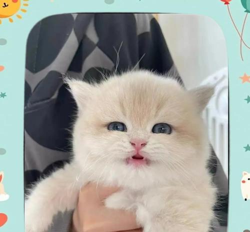 让猫咪安全过冬的关键招数（牢记这几招，保证猫咪过完冬天还是完好如初）