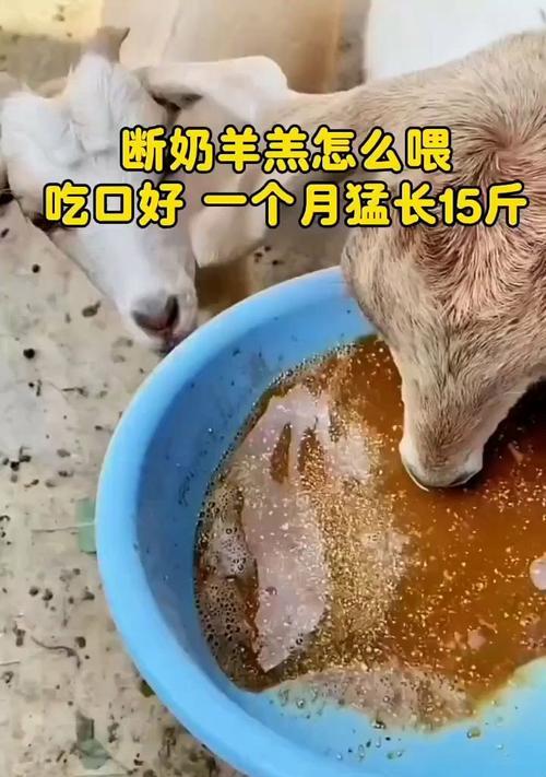羊羔断奶的最佳时机与方法（了解羊羔断奶的最佳时机与科学方法，提高养殖效益）