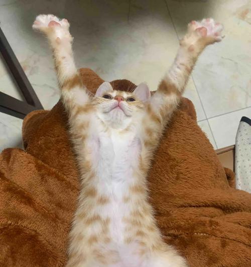 猫咪的地震预感能力及其反应（猫咪预测地震的神秘能力与表现，探索动物的第六感）