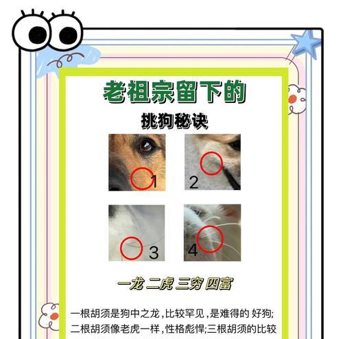 犬中四煞（逆天犬种集结，震撼江湖！）