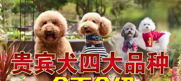贵宾犬（探索贵宾犬品种的特点与魅力）