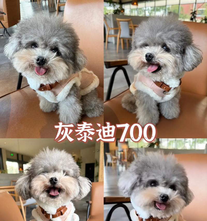 幼犬断奶时间及注意事项（幼犬断奶时间、喂养方式及健康指南）