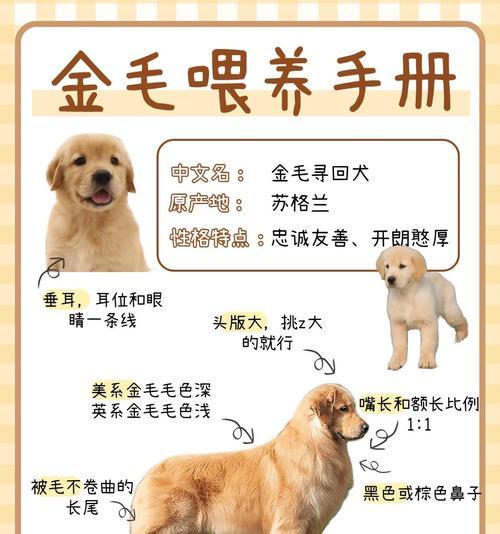 金毛犬四个月龄的遛犬时间安排（教你如何科学合理地为四个月大的金毛安排遛犬时间）