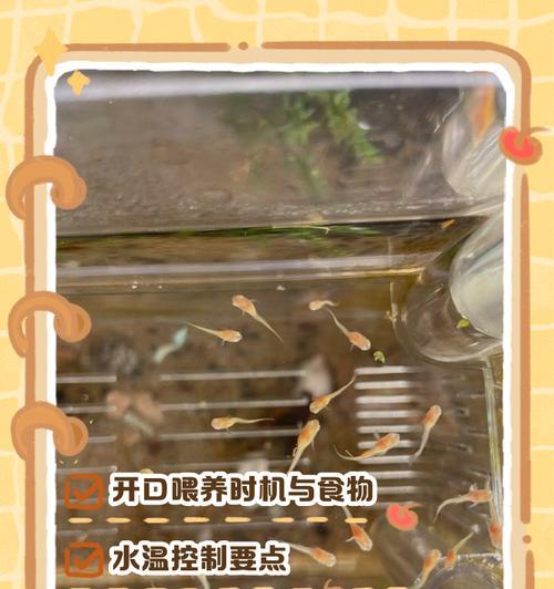 冬季金鱼苗喂养指南（如何正确喂养冬季繁殖出来的金鱼苗）