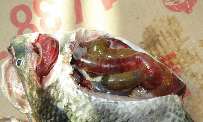 龙鱼急性肠炎的喂养治疗方法（掌握正确的喂食技巧帮助龙鱼康复）