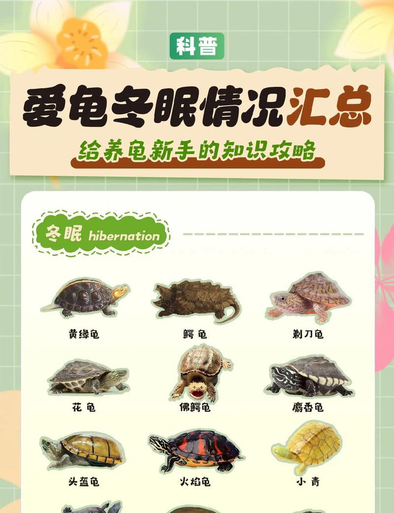 乌龟不吃东西的原因及解决办法（乌龟不吃东西可能的原因和有效的解决办法）