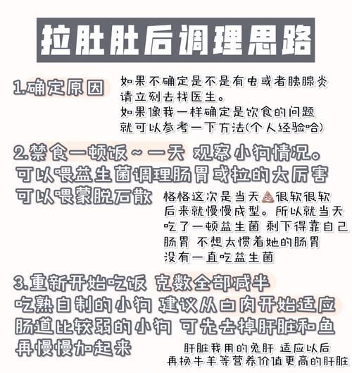 狗狗食物消化时间的科学解析（探寻狗狗食物消化的奥秘，了解消化时间的关键因素）