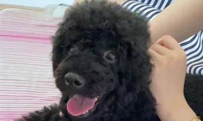 泰迪闹狗（探讨泰迪狗犬多久能结束闹腾的原因与解决办法）