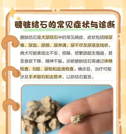 公犬尿道滴血的治疗方法（了解原因与预防）