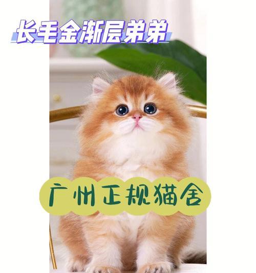 CFA查询五代血统（五代血统查询需要多长时间？CFA查询中的关键因素）