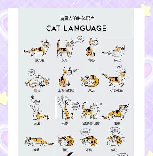 猫咪尾巴的作用及重要性（保持身体平衡、感知环境，断尾不可取）