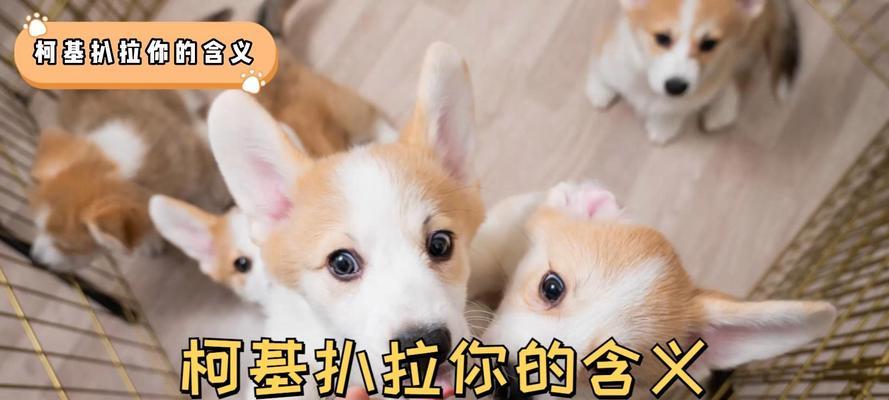 新狗和老狗分隔多久合适？（让新成员适应环境，老成员保持安全感）