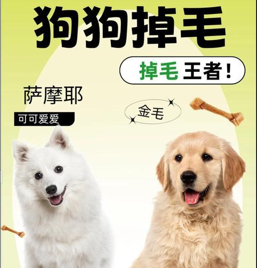 萨摩掉毛周期及护理指南（了解萨摩掉毛周期，打造健康亮丽的毛发）