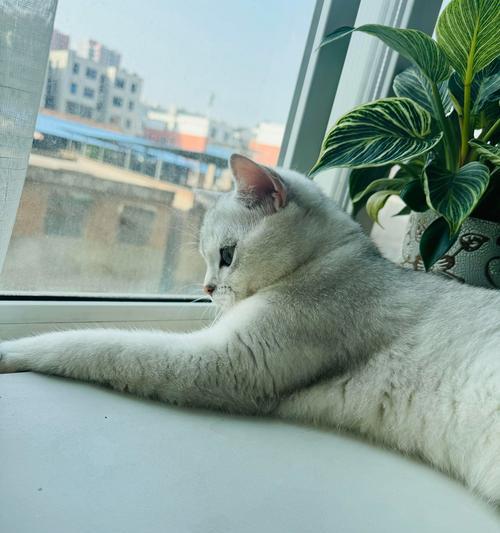 小猫的大便频率及其影响因素（猫咪大便周期与健康密切相关）