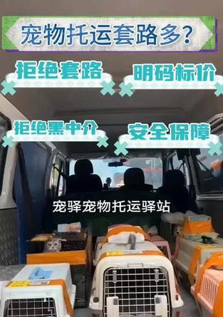 宠物托运（宠物托运需要多长时间？如何确保安全与舒适？）