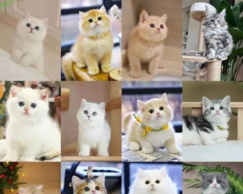 了解宠物猫的不同品种（探索猫界的多样性，从品种到个性的全面介绍）