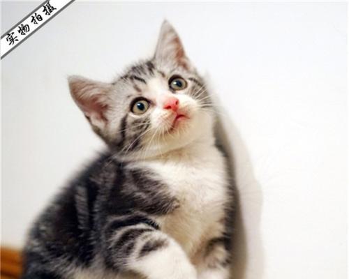 中国虎斑猫与美国虎斑猫的四大区别（比较自然猫种与培育猫种的差异，了解两种虎斑猫的特点和历史）