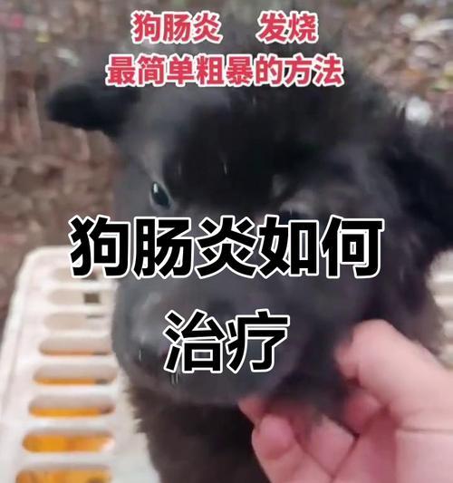 狗狗肠炎患者能活多久吗？（肠炎影响狗狗寿命的关键因素及预防方法）