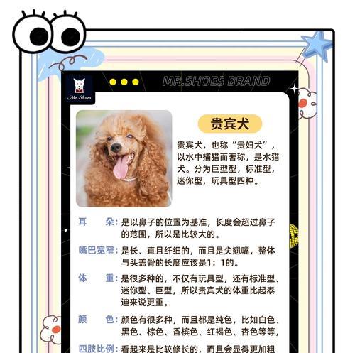 泰迪幼犬的消毒措施（科学消毒，保护宠物健康）