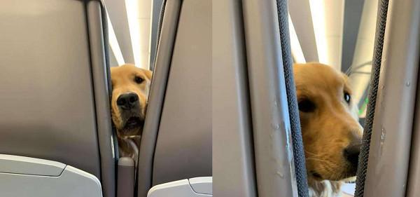金毛能坐多久飞机？（探索金毛犬在飞行中的舒适度和耐受力）