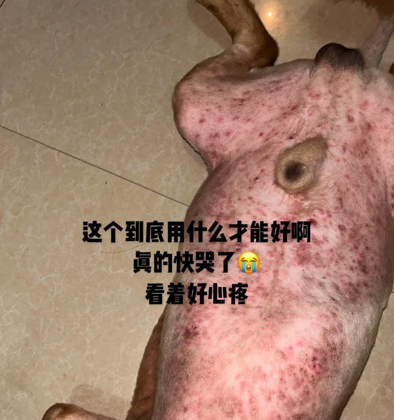 狗的常见疾病及预防措施（了解狗的常见疾病，守护宠物健康）