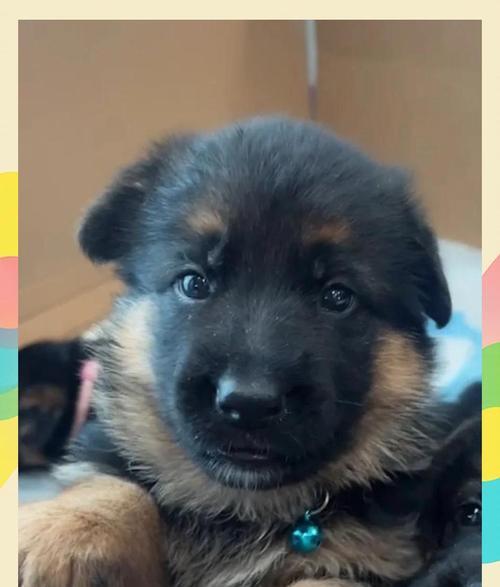 养德国牧羊犬的6大好处！（盘点饲养德国牧羊犬的6大好处，让你爱上这个可爱聪明的伙伴！）