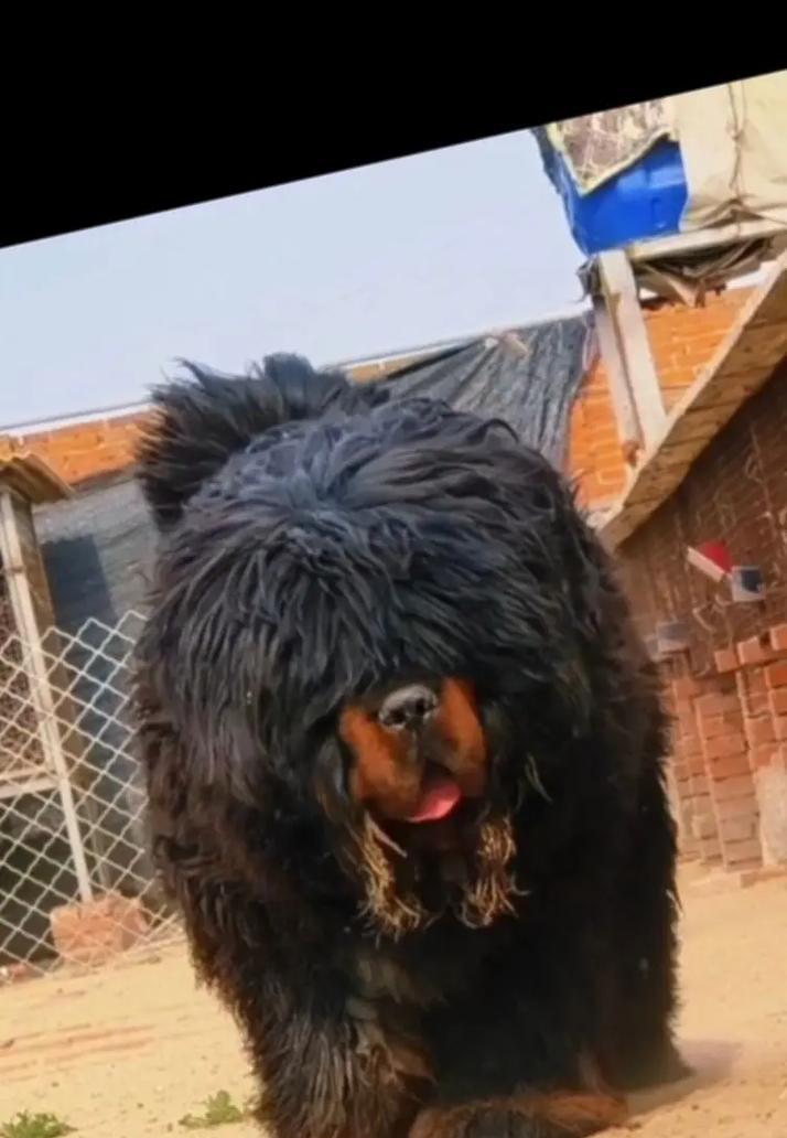 母獒的妊娠期及分娩时间（揭秘母獒的怀孕周期和生育过程）