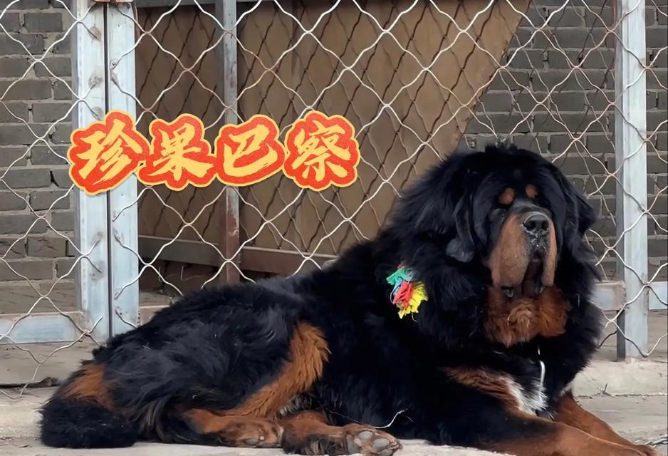 藏獒下崽的周期及特点（破解藏獒生育规律，了解每次下崽时间间隔）