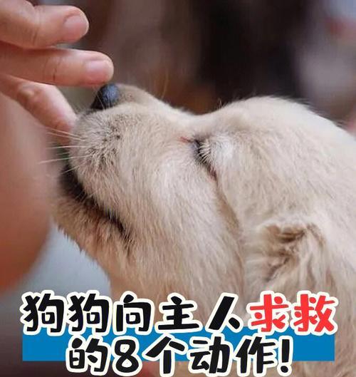 揭秘狗的动作秘密（了解狗的丰富表情和动作语言，提升与它们的交流）