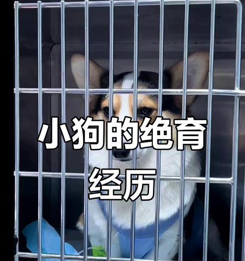 狗绝育恢复期（细致解析狗绝育手术后的康复时间和注意事项）