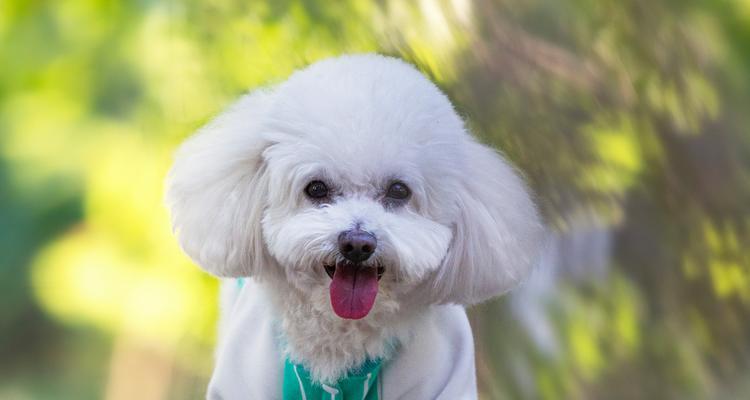 比熊犬的寿命和成年大小（了解比熊犬的预期寿命以及体型发展情况）