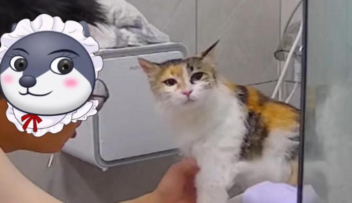 猫猫绝育后多久可以洗澡？（猫咪绝育洗澡的时间安排和注意事项）