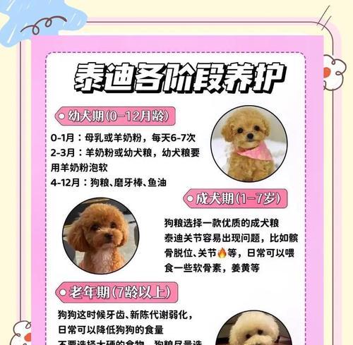 泰迪犬的黄金训练时期（科学饮食助力泰迪犬快速成长）