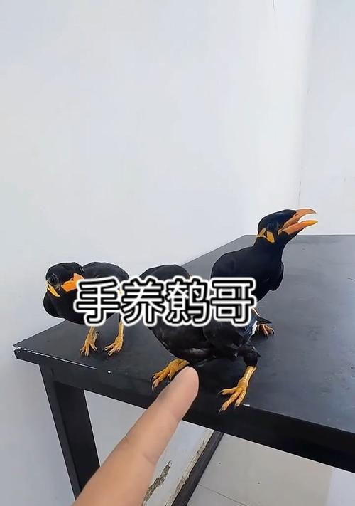 如何选购鹩哥（公鹩哥还是母鹩哥更适合？）