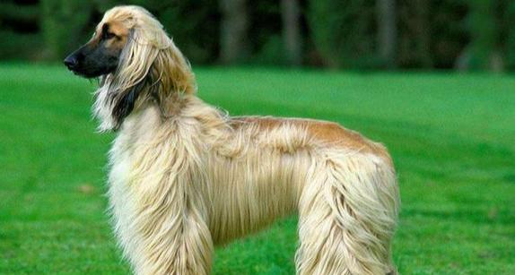 探索不易掉毛的猎犬世界（追寻无掉毛之最，陪伴你的理想伴侣）