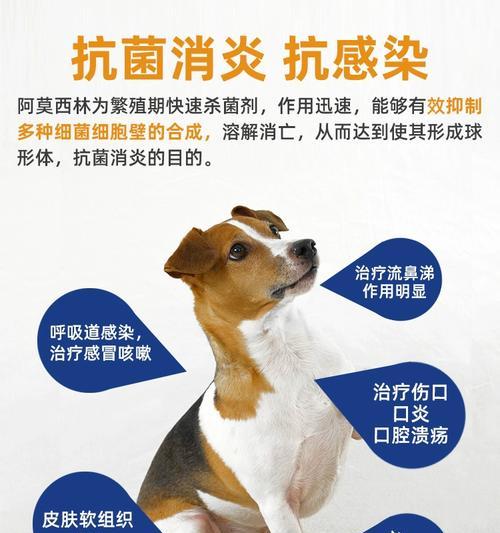 狗狗感冒的治疗方法及药物选择（帮助狗狗早日康复的有效策略）